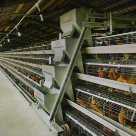 四层阶梯式A型笼