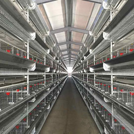 4层重叠式育雏笼