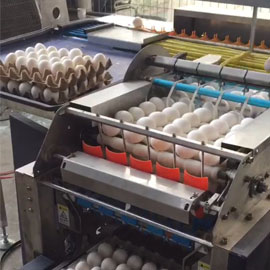 鸡蛋清洗分拣烘干设备