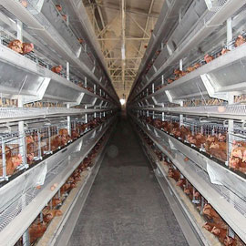 4层立式全自动蛋鸡笼