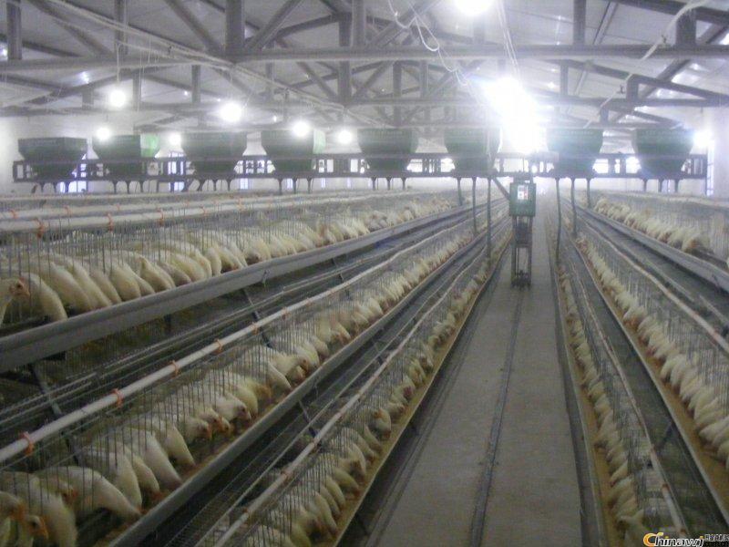 阶梯式全自动喂料机