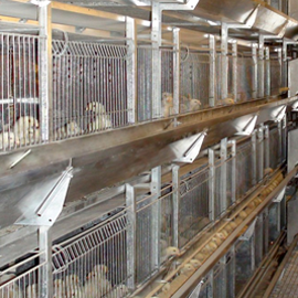 重叠式育雏系统